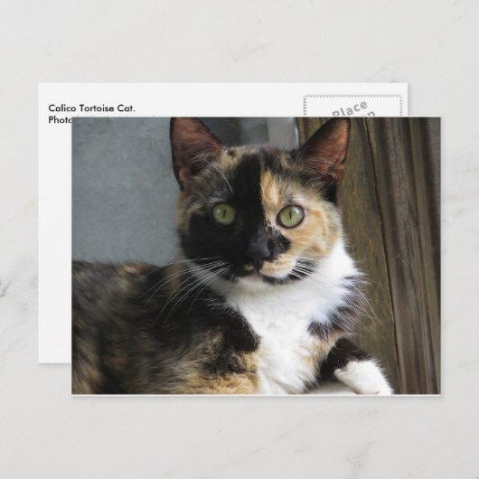 三毛猫 ポストカード (正面/裏面)