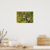 三毛類のイエロースロート)男性， ポスター (キッチン)