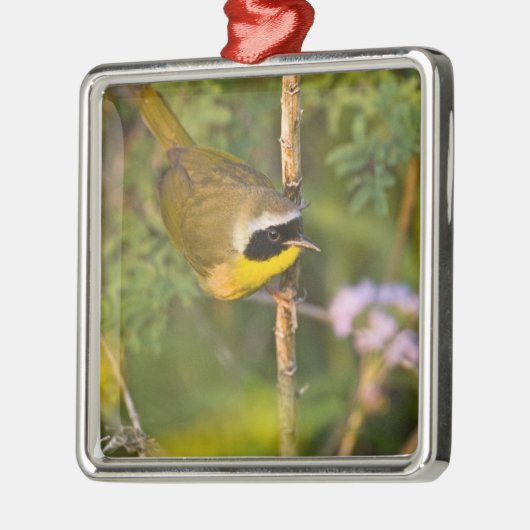 三毛類のイエロースロート)男性， メタルオーナメント (左)