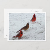 三深紅色 ポストカード (正面/裏面)