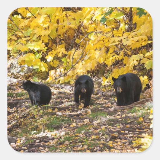 三熊 スクエアシール (正面)