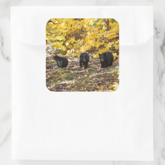 三熊 スクエアシール (バッグ)