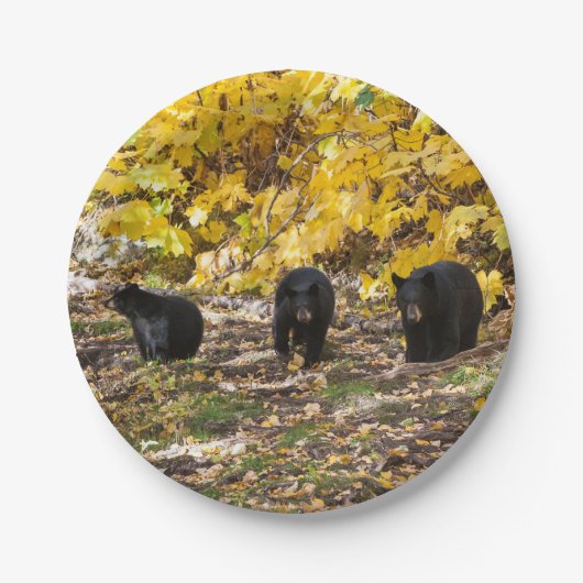 三熊 ペーパープレート (正面)