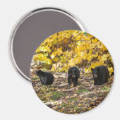 三熊 マグネット (正面/裏面)