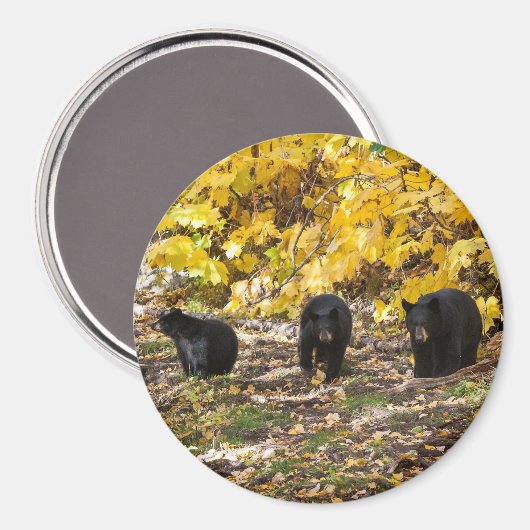 三熊 マグネット (正面/裏面)