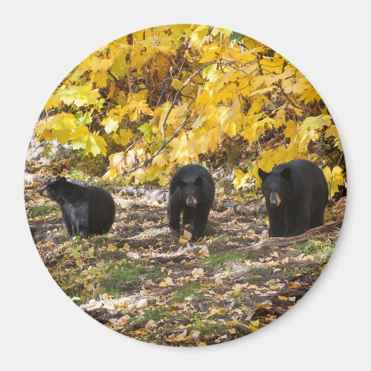 三熊 マグネット (正面)