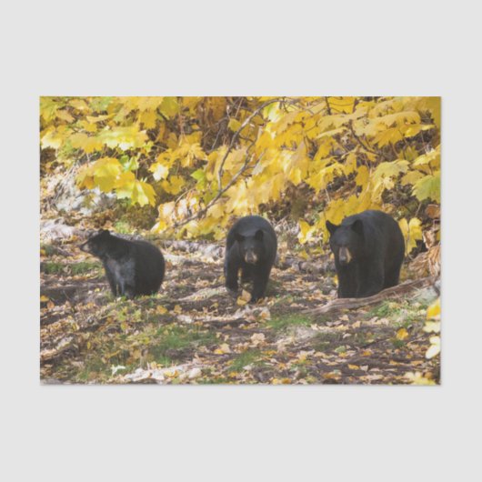 三熊 薄葉紙 (正面)