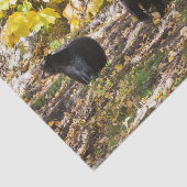 三熊 薄葉紙 (詳細)