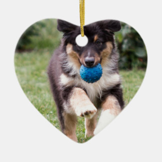 三着色されたオーストラリアの羊飼いの子犬 セラミックオーナメント