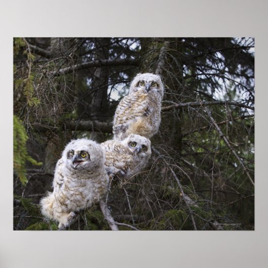 三素晴らし角フクロウ ポスター (正面)