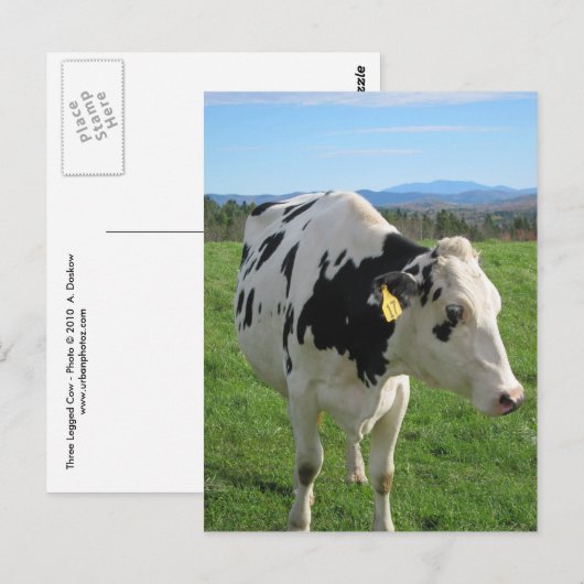 三脚の牛 ポストカード (正面/裏面)