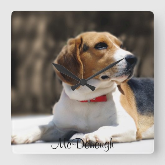 三色のビーグル犬 スクエア壁時計 (正面)