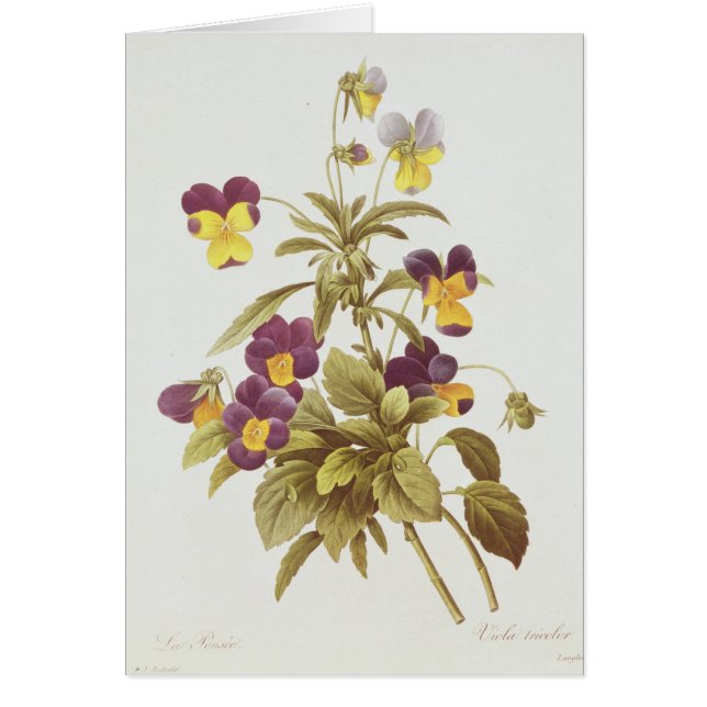 三色ビオラ (正面)