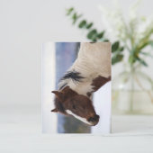 三色馬 ポストカード (スタンド正面)