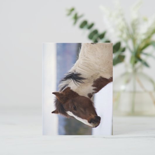 三色馬 ポストカード (スタンド正面)