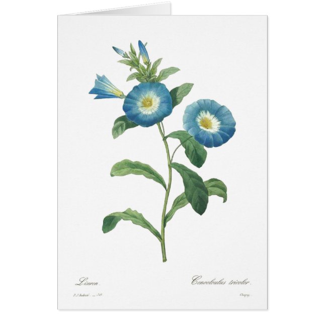三色Convolvulus (正面)