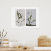 三葉ソロモンのアザラシ – Vagnera trifolia ポスター (キッチン)