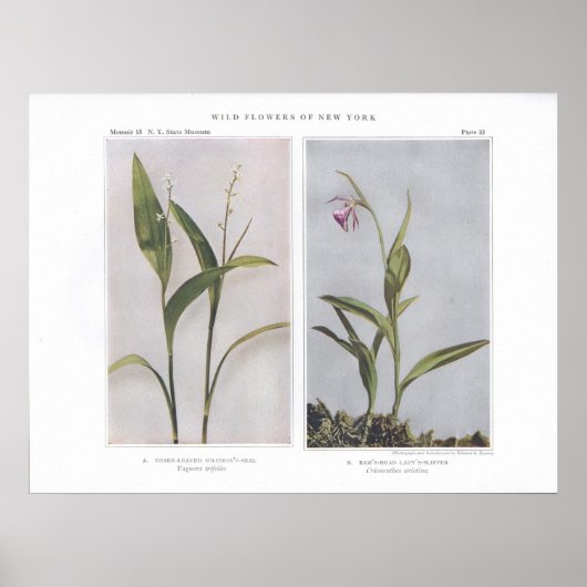 三葉ソロモンのアザラシ – Vagnera trifolia ポスター (正面)