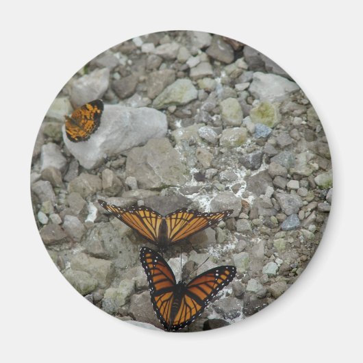 三蝶 マグネット (正面)