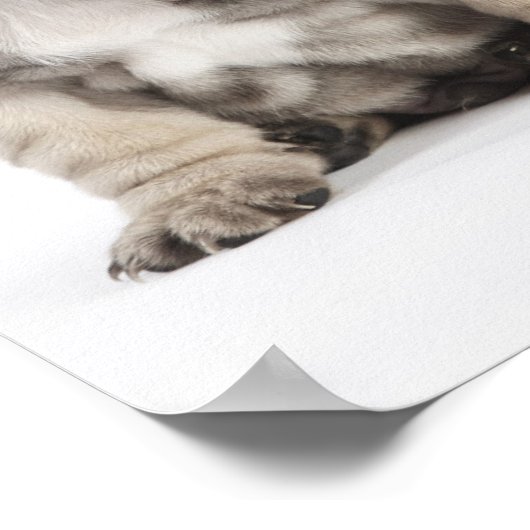 三血小犬 ポスター (角)