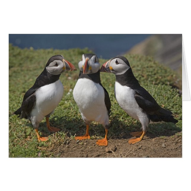 三角関係 (正面横)