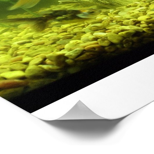 三金魚 ポスター (角)