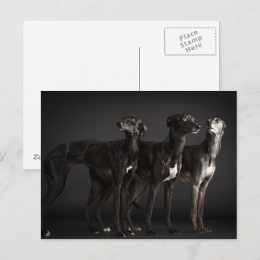 三鞭打ち ポストカード (正面/裏面)