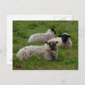 三頭の羊 ポストカード (正面/裏面)
