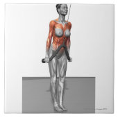 三頭筋の急降下 タイル (正面)