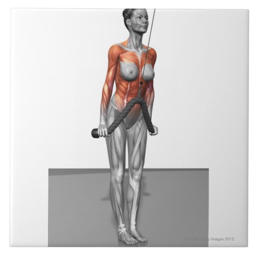 三頭筋の急降下 タイル (正面)