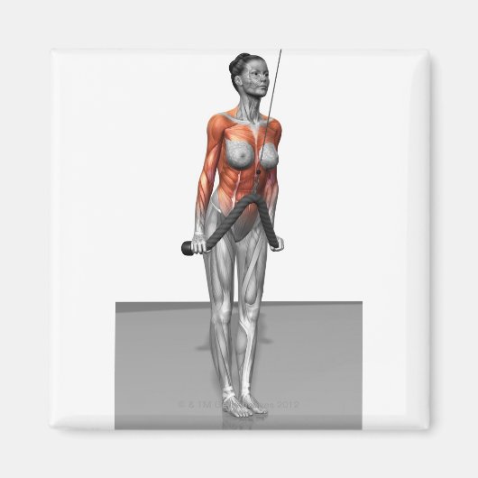 三頭筋プッシュダウン マグネット (正面)