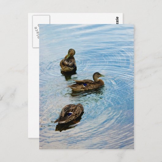 三 ポストカード (正面/裏面)