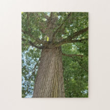 上からのエレガンス