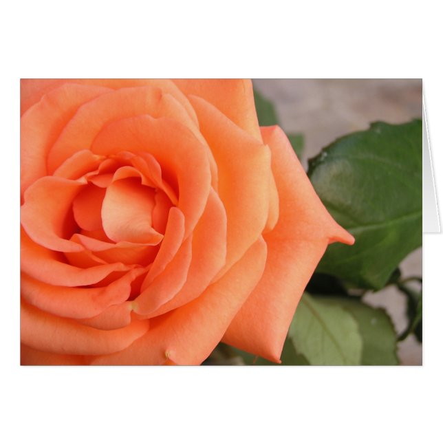 上がりました (正面横)