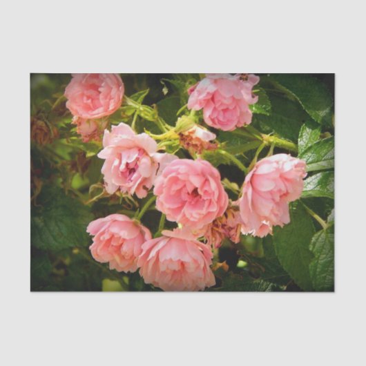 上がるバラのギフトのティッシュ 薄葉紙 (正面)