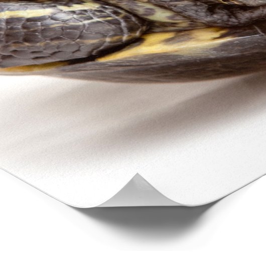 上げ過与えぎない亀の勇気付けられる ポスター (角)