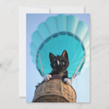 上に上に上に猫遠くにのフェリーニと