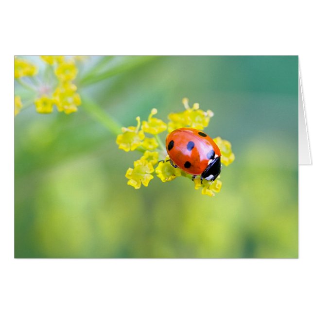 上の女性 (正面横)