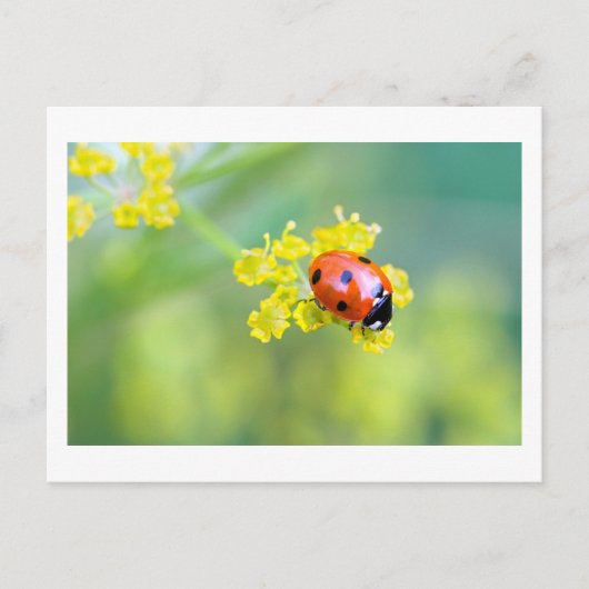 上の女性 ポストカード (正面)