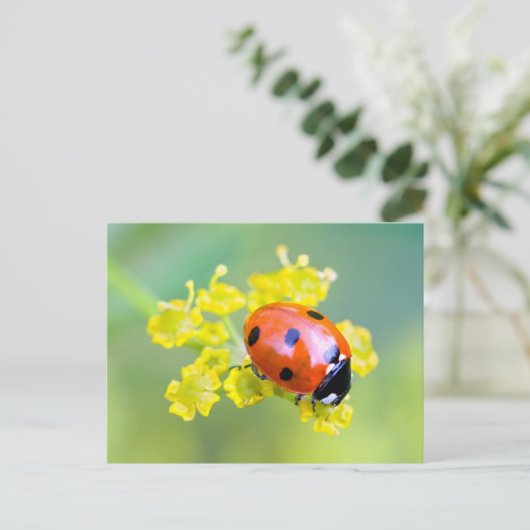 上の女性 ポストカード (スタンド正面)