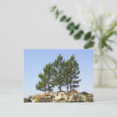 上の木 ポストカード (スタンド正面)