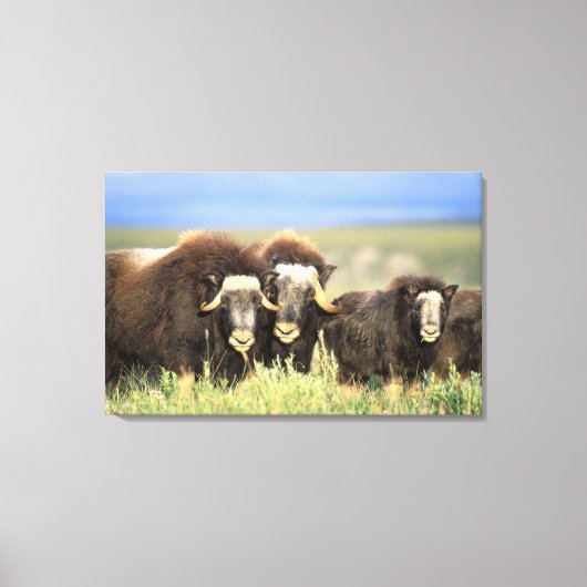 上の柳の低木のムスコクセンのグループ キャンバスプリント (正面)