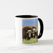 上の柳の低木のムスコクセンのグループ マグカップ (正面右)