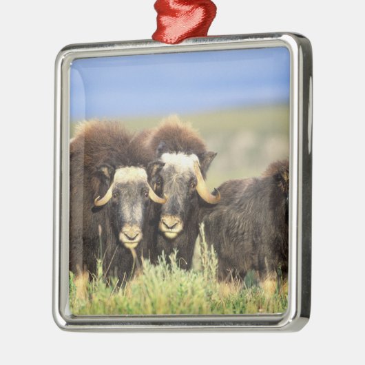 上の柳の低木のムスコクセンのグループ メタルオーナメント (左)