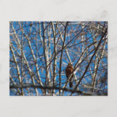 上へ ポストカード (正面)