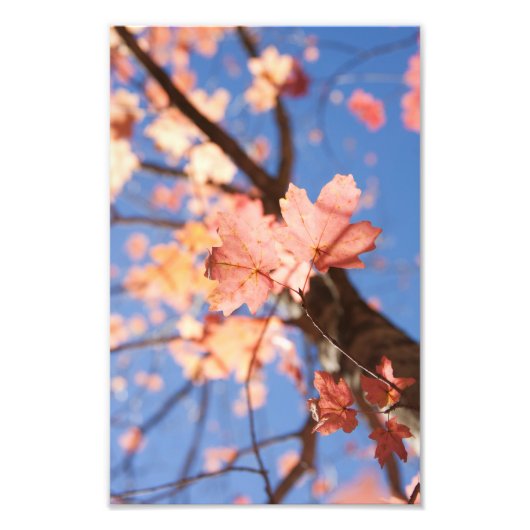 上へ、上へ葉へ フォトプリント            (正面)