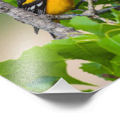 上を見ているオリオール フォトプリント            (角)