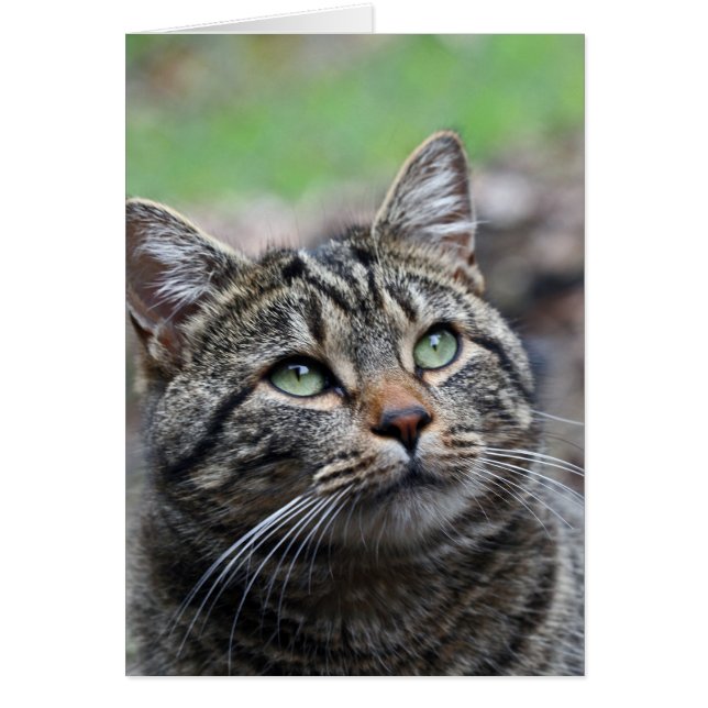 上を見て、標準の白い封筒が含まれている (正面)