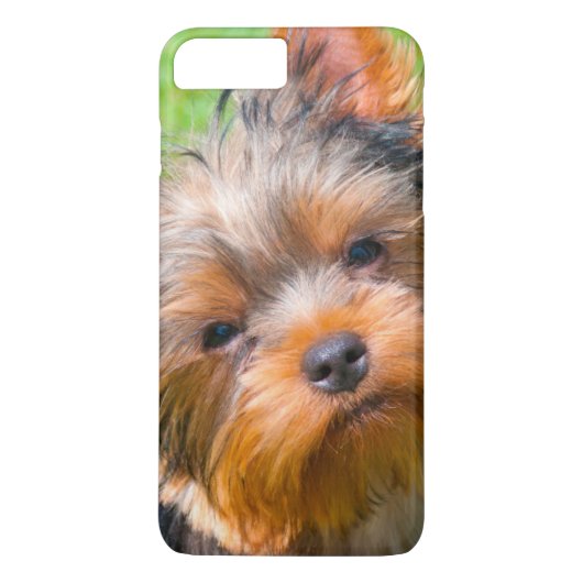 上を見上げるヨークシャテリア Case-Mate iPhoneケース (裏面)