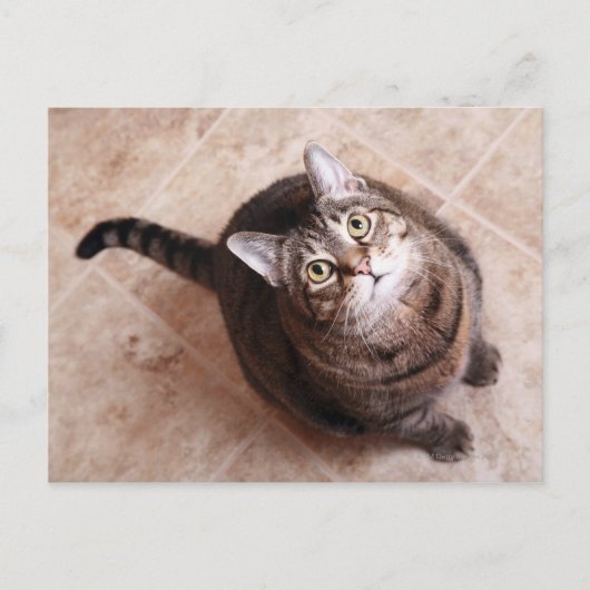 上を見上げる虎斑猫 ポストカード (正面)